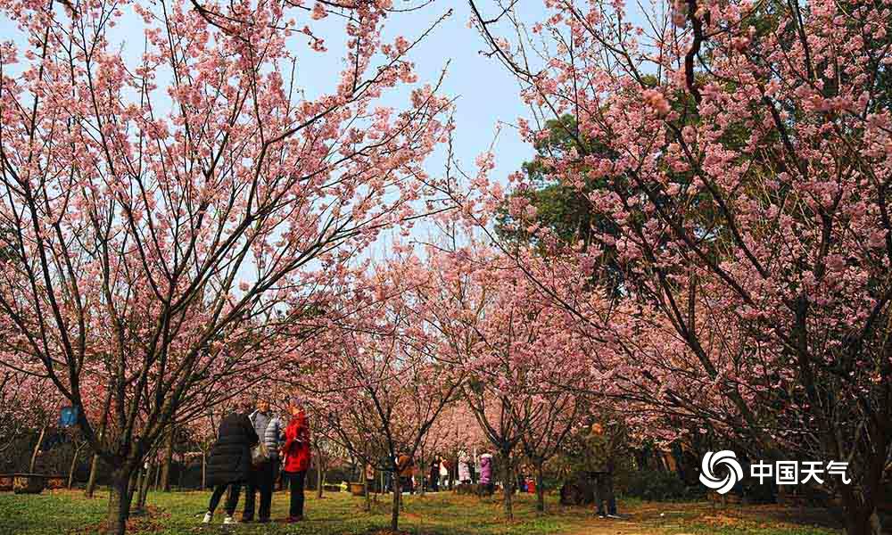 暖阳让樱花早醒 重庆南山植物园樱花绽放引来众多游客