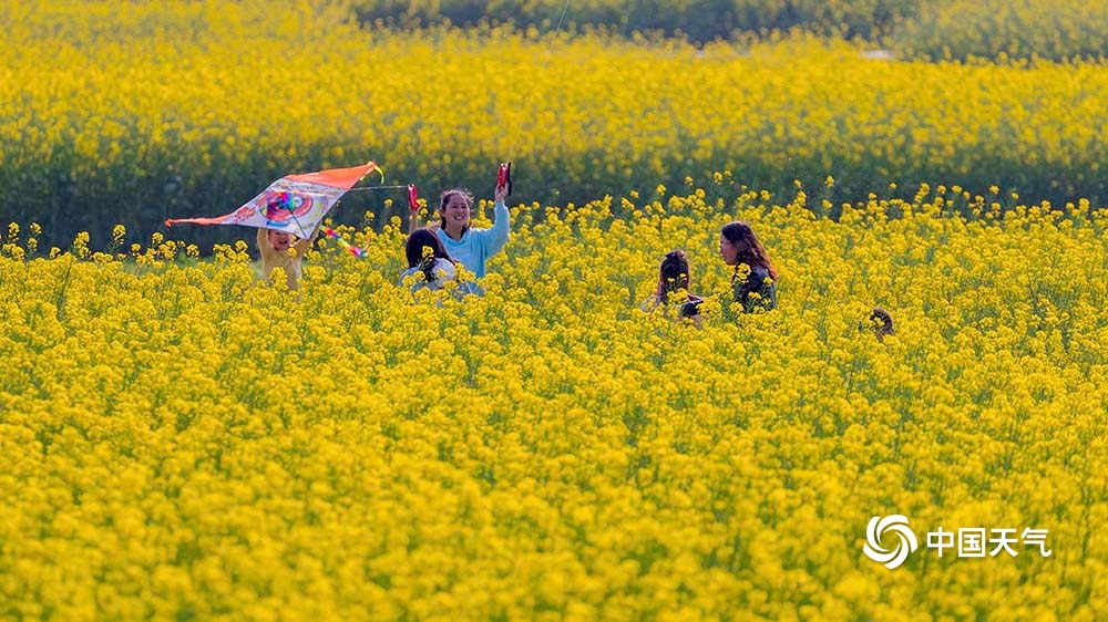 重庆南川大面积油菜花盛开 超美金色海洋人气旺