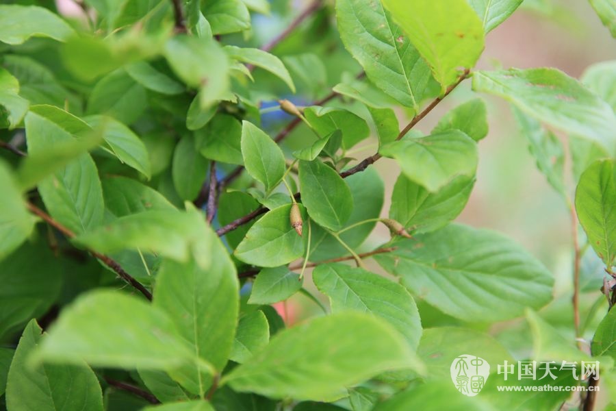 寻找秦岭的濒危稀缺植物(11);目前，秦岭国家植物园中有50株存活的秤锤树。