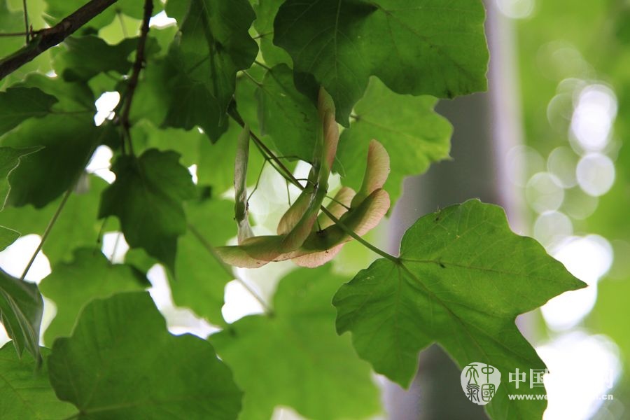 寻找秦岭的濒危稀缺植物(3);这是庙台槭的种子。目前秦岭国家植物园中有2棵较大的庙台槭，还有60棵尚待发育的小树苗。
