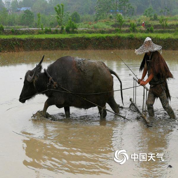 作品名称:雨中耕地人.拍摄者:张平.