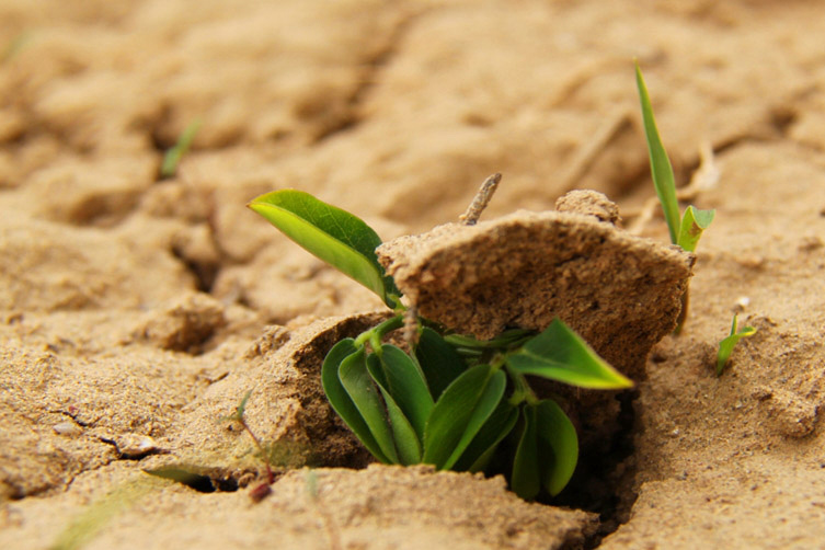 幼芽破土而出 展现生命的力量