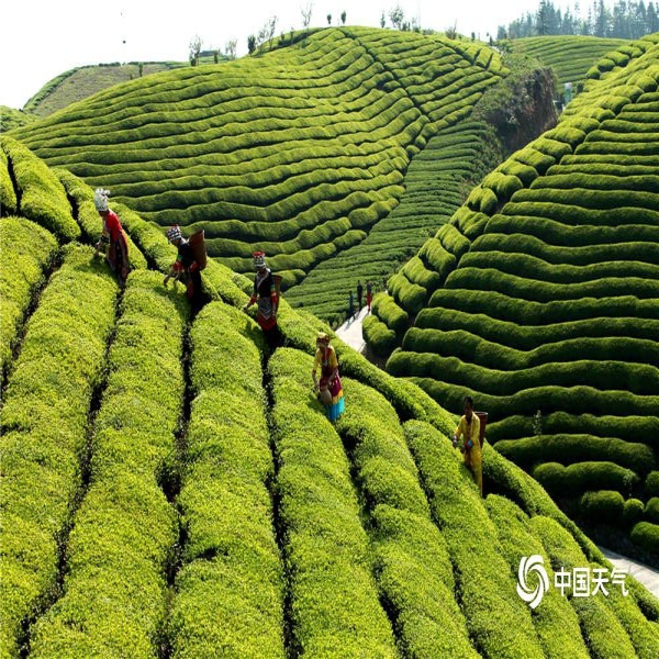 湖北鹤峰走马镇木耳山茶园是湖北最大的连片茶园,2015年入选"中国三十