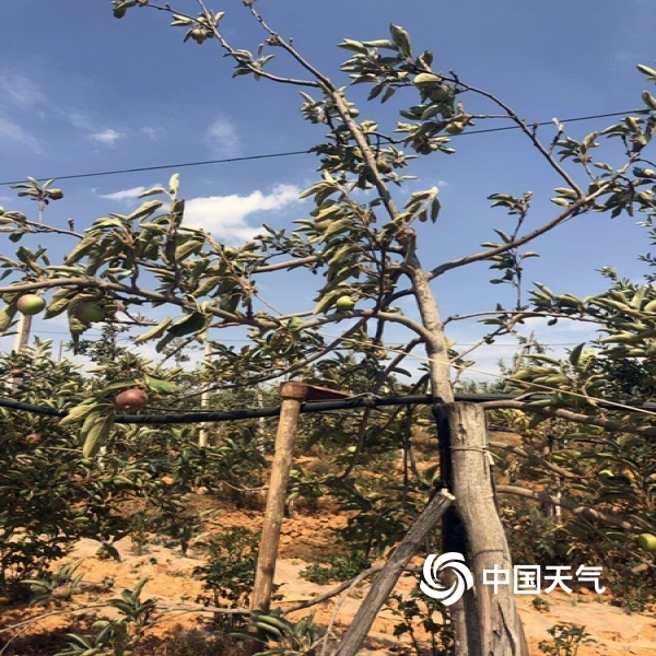 图为曲靖市马龙区旧县苹果园,苹果树头只见果稀叶蔫.(图/陈思彤)