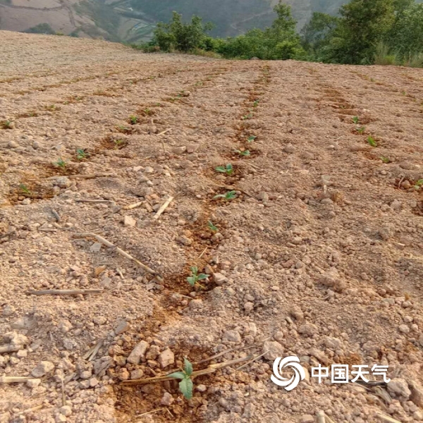 生长迟缓!镜头记录云南干旱下的农作物