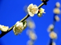 暖阳上线 湖南株洲朵朵梅花映蓝天