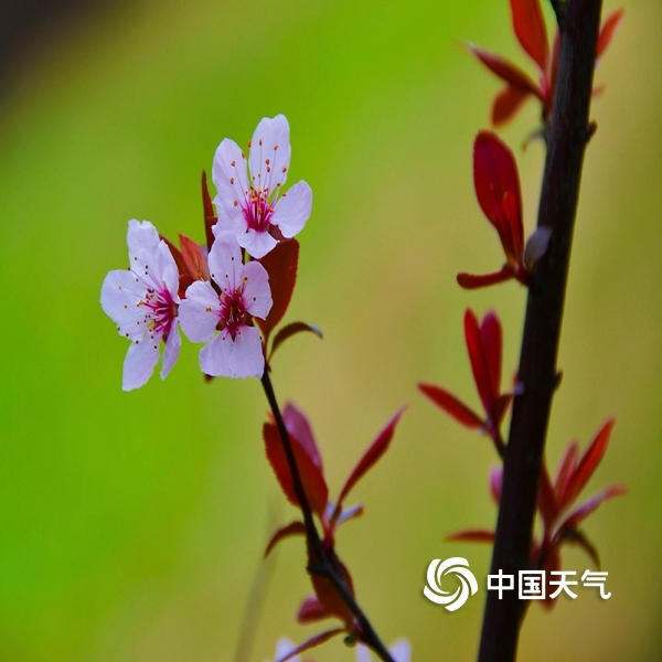 中国天气网讯 初春的衡阳天气晴朗,气温回升.