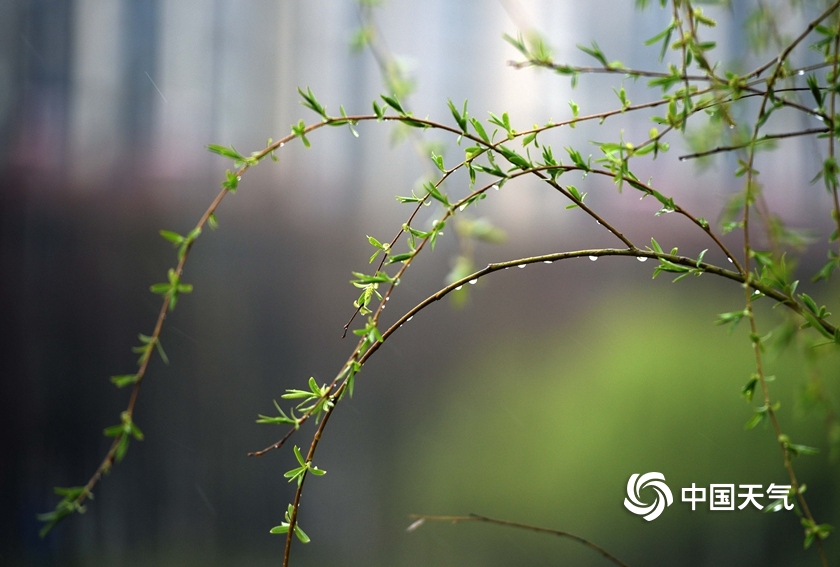 春雨润物细无声草木萌动花芬芳