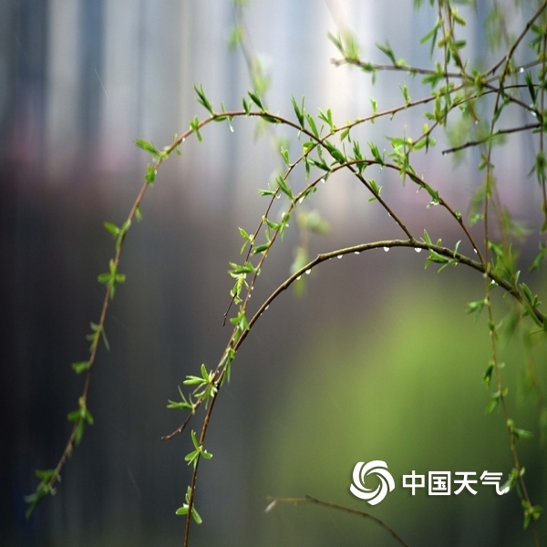 春雨:润物细无声 草木萌动花芬芳