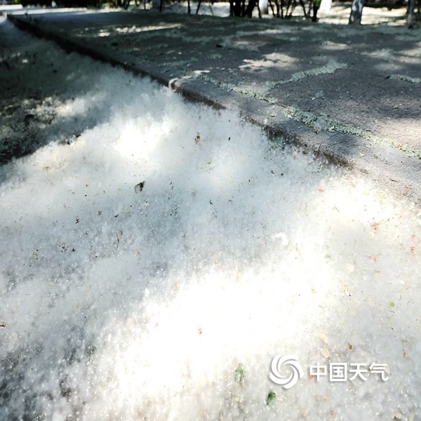 哈尔滨柳絮飘飞遍地雪