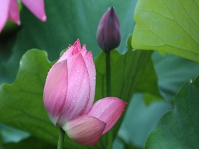 河南驻马店：雨润荷花分外娇