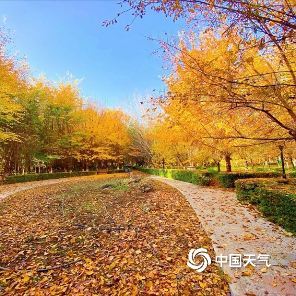 10月26日,新疆哈密金秋风景如画,金黄的树叶散落一地,装扮了公园一角.