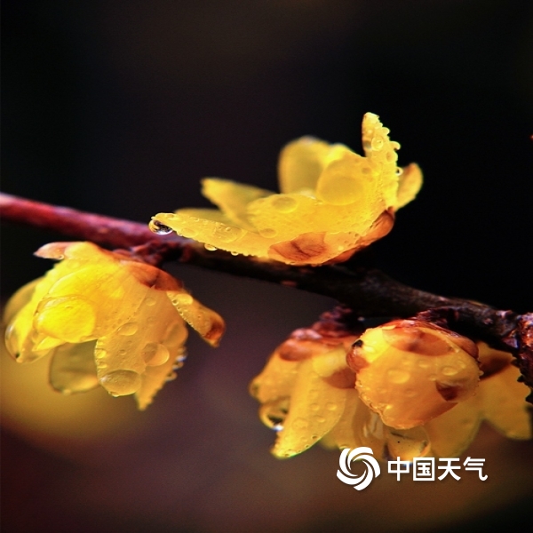 1月25日,河南汝州雨中梅花绽放,四溢飘香的梅花在绵绵小雨的点缀下,如