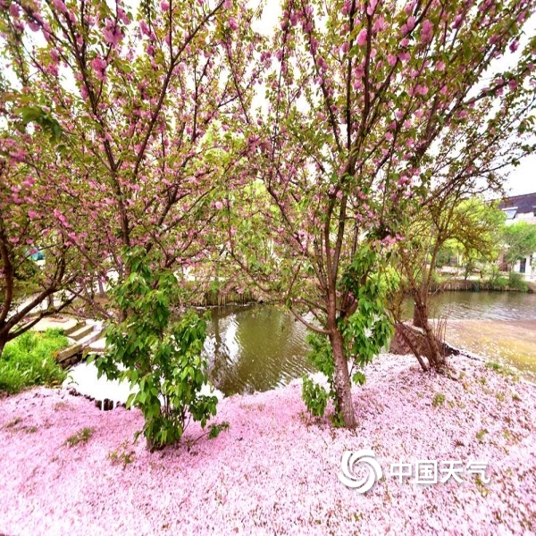 遇见最美四月天 江苏无锡浪漫樱花"雪满地"