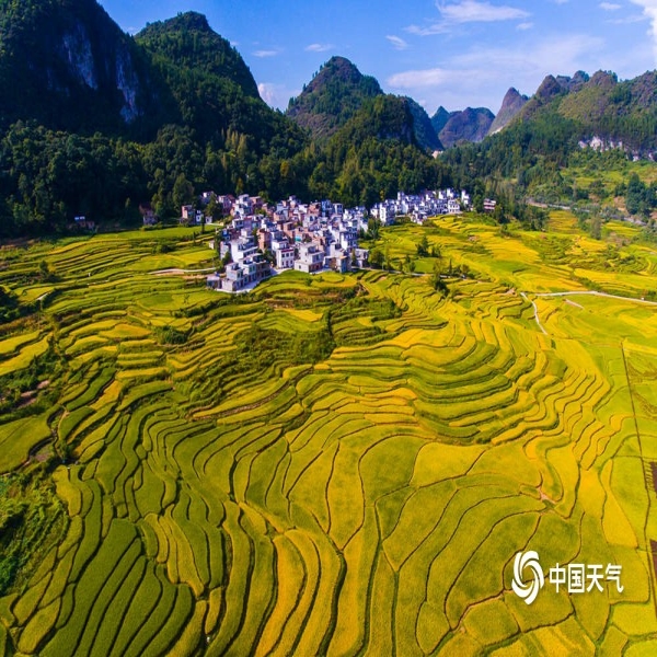 进入9月,广西河池迎来了丰收的季节,9月6日,南丹县的巴平梯田