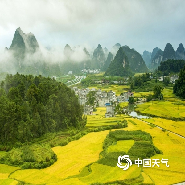 中国天气网讯 近日,广西靖西市田野丰收一片金黄,阵雨间歇时,天气或是