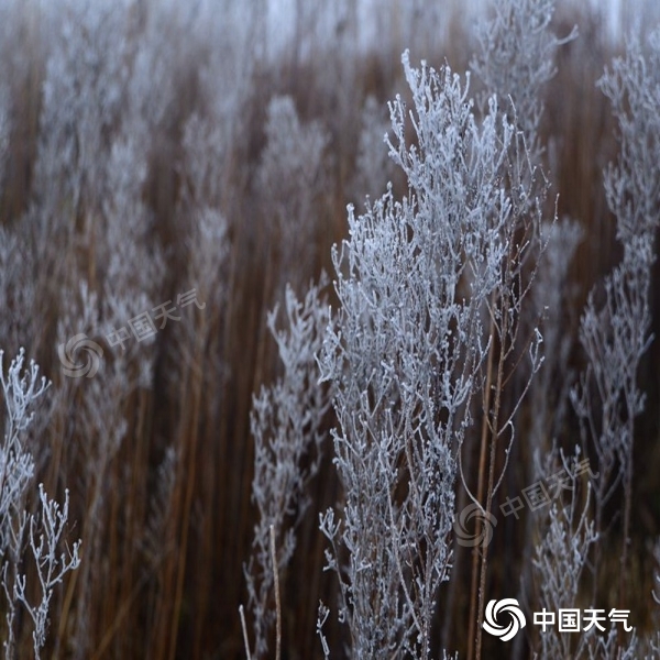 晶莹剔透!哈尔滨天恒山风景区出现雾凇景观 美轮美奂