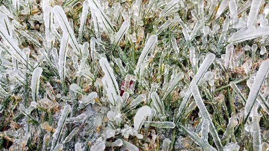 新疆阿图什草木结冰 如被水晶包裹