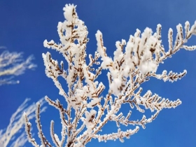 冬季限定！新疆南疆现雾凇 阳光下冰晶树挂晶莹剔透