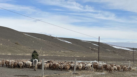 新疆哈巴河县春季牧业转场拉开帷幕
