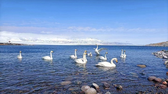 新疆賽里木湖冰雪消融 奏響春天的序曲