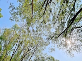 夏天的脚步近了！北京开启入夏进程 阳光正好树木添绿意