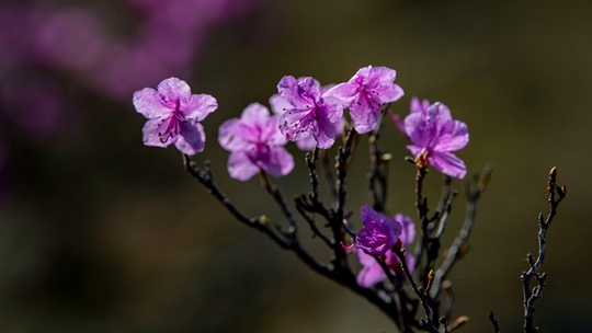 內蒙古呼倫貝爾杜鵑花盛放 燦爛如霞
