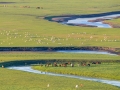 內蒙古呼倫貝爾水草豐美 風吹草低現牛羊