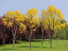 北京城区第一抹秋色来了！北坞公园色彩斑斓