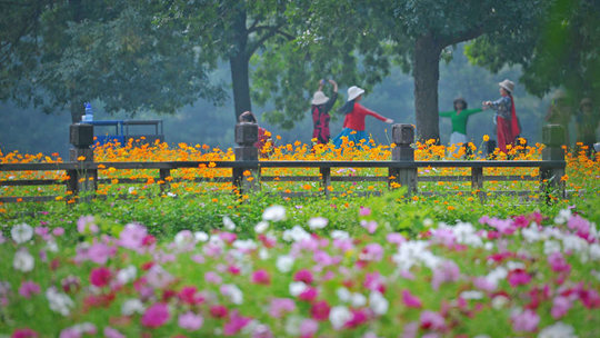 北京奧林匹克森林公園花海綻放 描繪秋日畫卷