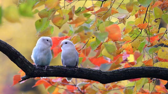 可甜可萌！當小動物與秋天相遇可愛十足