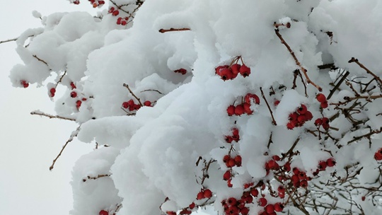 新疆塔城遭遇強降雪 積雪厚厚一層如同棉花糖