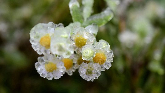 浙江金华山出现雨凇 植物开出“水晶花”