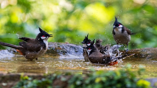廣西南寧鳥兒“泡澡”戲水 靈動可愛