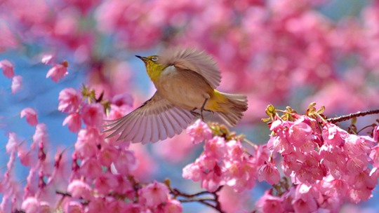 福州森林公园樱花绽放 鸟语花香生机盎然
