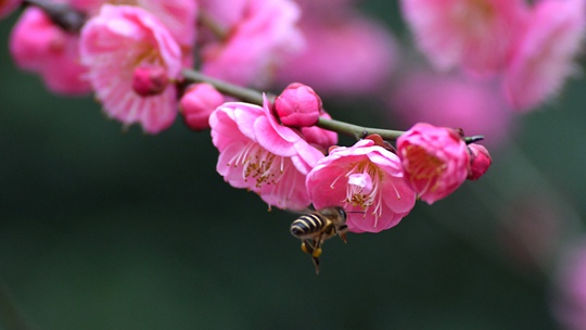花香引蜂來 湖南衡陽春意盎然