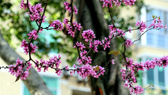 四川广安：紫荆花静悄悄地开 优雅迷人