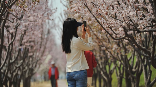 又是一年春正好 北京晴暖游人赏花忙