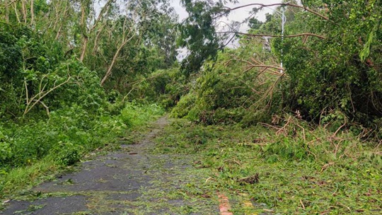 台风“苏拉”携风带雨登陆广东 汕尾多地树木倒伏阻碍交通