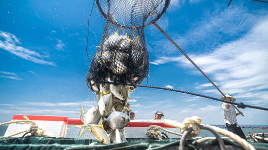 在广西实现海鲜自由 防城港市养殖金鲳鱼大丰收