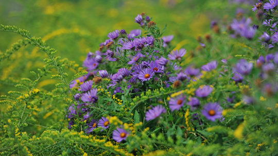 中秋将至蓝天相伴 北京紫菀菊簇簇开