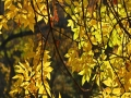 陽光是秋葉最好的打光師 北京圓明園秋景絢爛如油彩畫