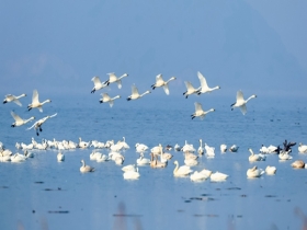 江西九江：东湖赤湖湿地越冬候鸟舞翩跹