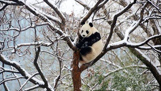 大熊猫爬树“瞰”雪景 憨态可掬