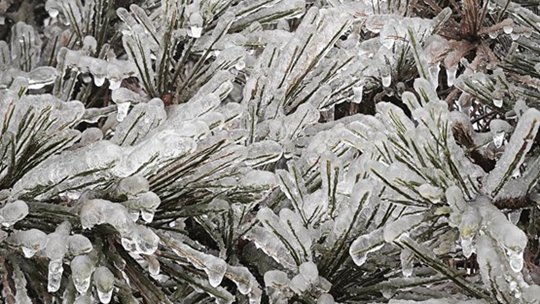 江西庐山出现冻雨天气 植物披“冰甲”