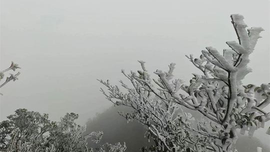 气温低至冰点以下 广东清远金子山“银花”再现