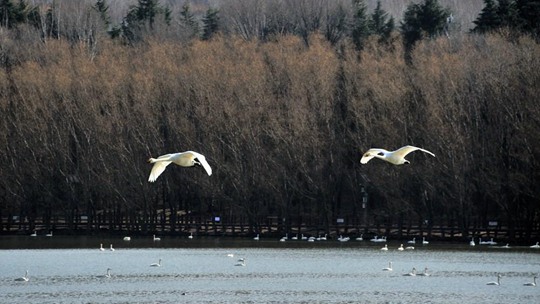 河南三门峡天气晴暖 白天鹅聚集吸引游客拍照