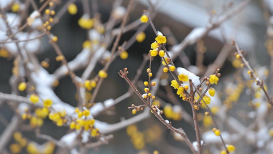 北京颐和园雪中蜡梅开 朵朵黄花暗香来