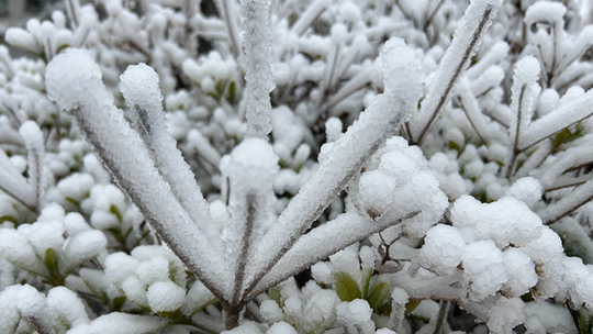 貴州銅仁多地遭遇低溫凝凍天氣 植物穿上”銀甲“
