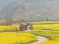  Rape flowers in Suining, Sichuan are as beautiful as pastoral paintings
